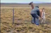 Una familia rescató a un guanaco atrapado en un alambrado