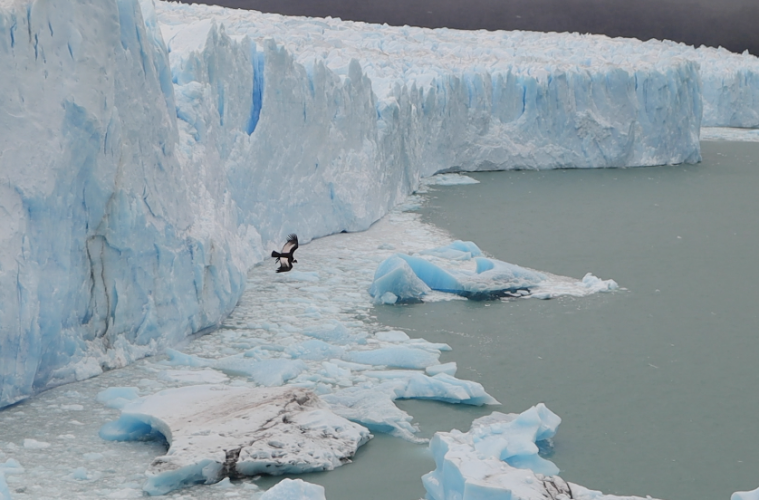 Bioandina presentó en El Calafate el Plan de Conservación del Cóndor Andino