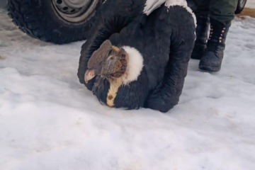 No sobrevivió el cóndor rescatado ayer