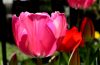 Temporada de tulipanes