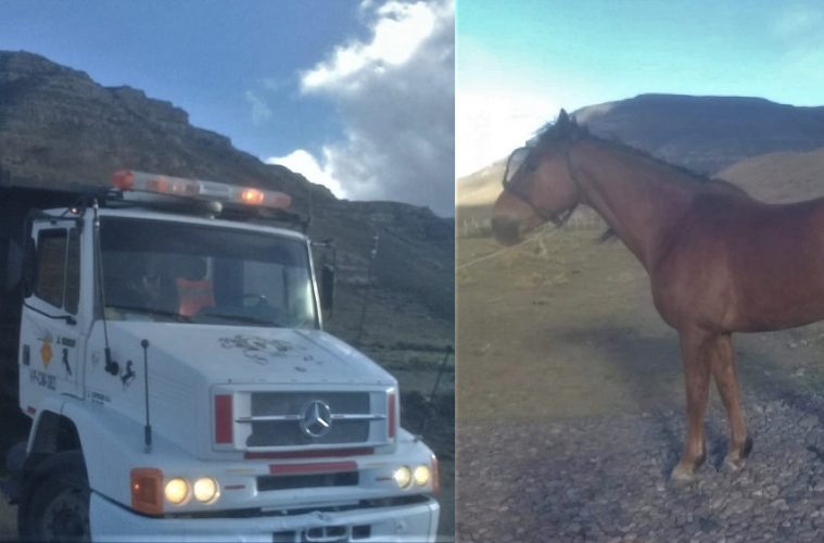 Secuestraron dos caballos que eran transportados en un camión de vialidad provincial