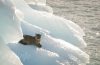 Asombroso avistaje de un puma sobre un témpano en el Lago Argentino
