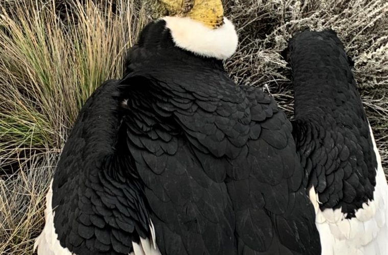 Hallaron un cóndor herido en la costa del Lago Argentino, fue enviado a la Fundación Temaikén para intentar salvarle la vida