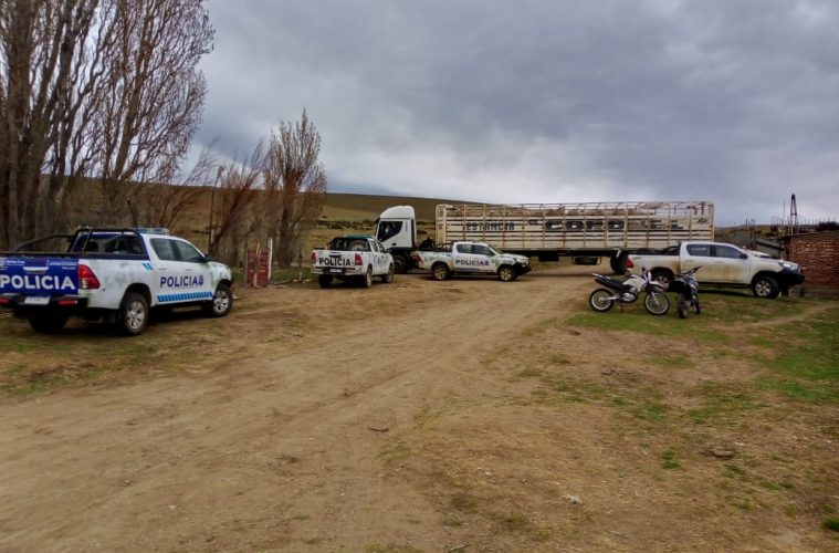 La policía rural recuperó 200 ovejas que habían sido robadas de una estancia y estaban en un establecimiento lindante