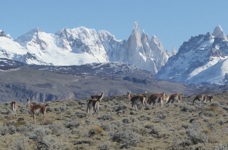 La superpoblación de guanacos está estimada en 3 millones de cabezas: los productores proponen incentivar el consumo de la carne e industrializar la fibra