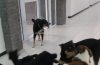 Perros sueltos: pasó a comisiones el proyecto de eutanasia impulsado por el Frente de Todos