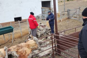 Allanaron la Estancia Alquinta de Lázaro Báez e incautaron cerca de 1200 ovejas